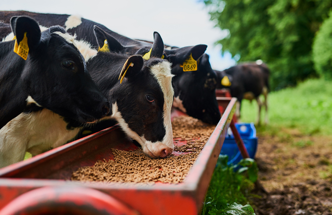 Animal Feed